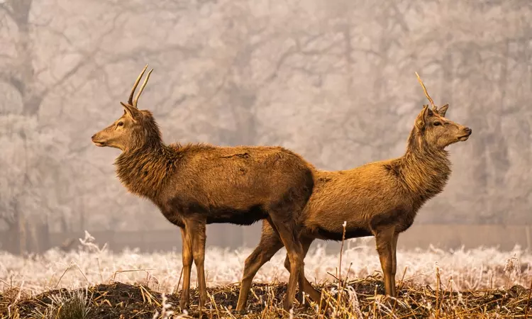 Young red deer stags in winter