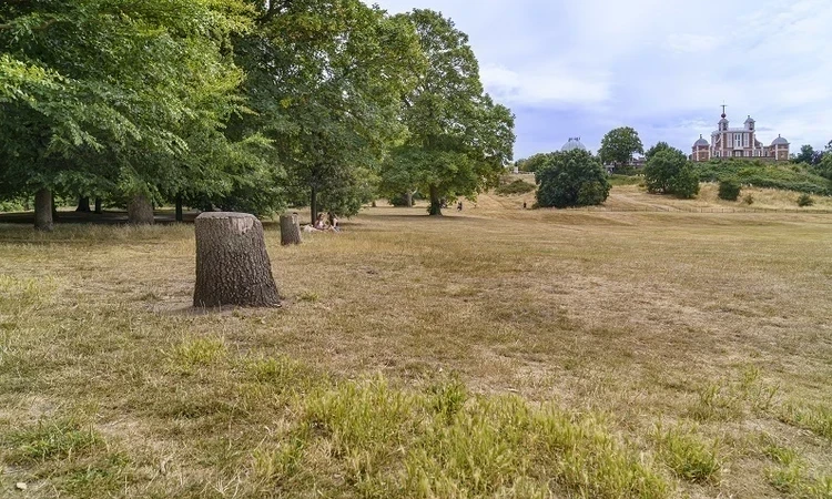 Several stumps remain from damaged trees