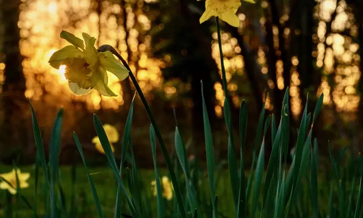 Daffodils and spring bulbs in the early evening