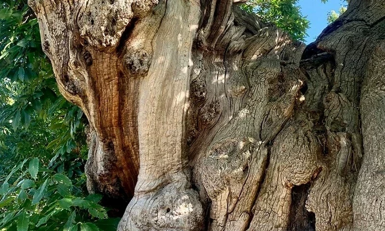 A close up of the tree trunk that it twisty and forks into two.