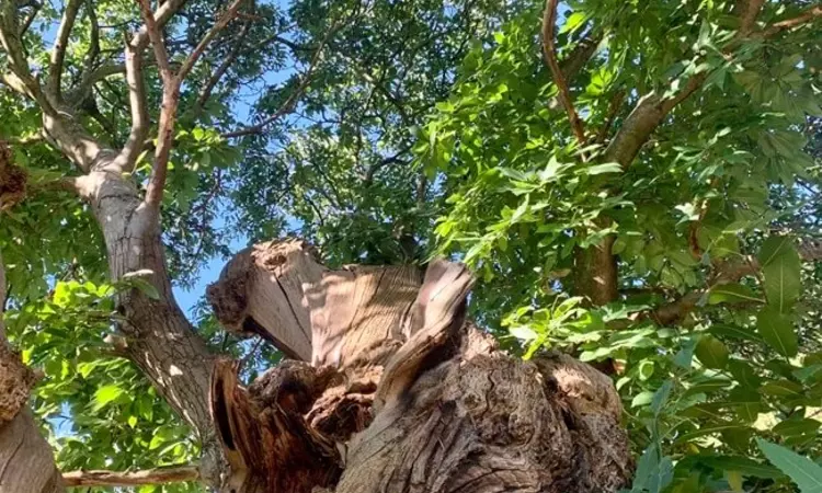 A view looking up the tree trunk from the ground look through the leaves.