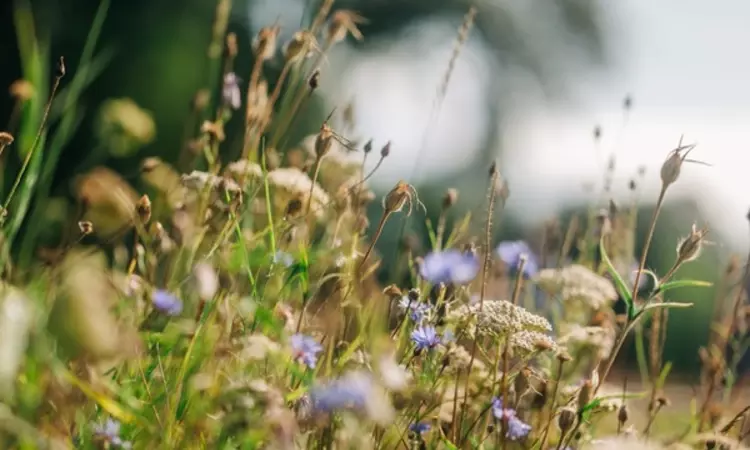 Wildflowers