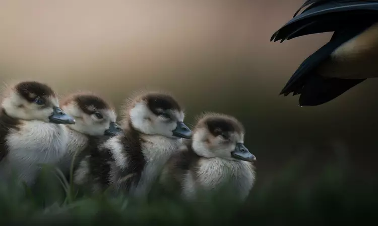 A row of four fluffy goslings under the protective wing on their parent