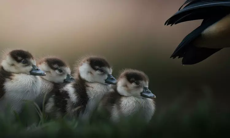 Four goslings huddled together in a line