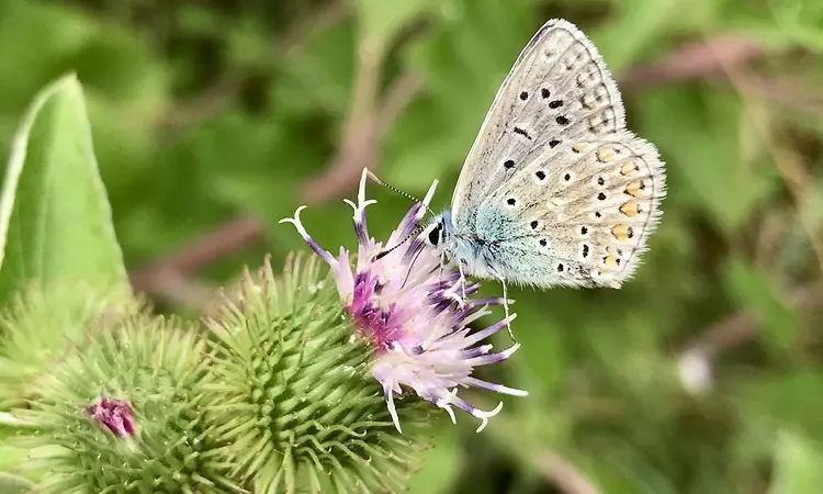 A Common Blue butterfly on a thistle flower