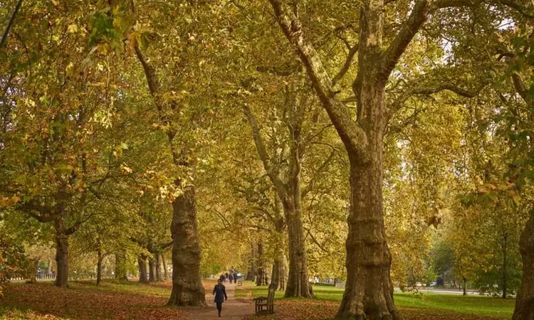 A person walks down a path through autumn trees in Kensington Gardens