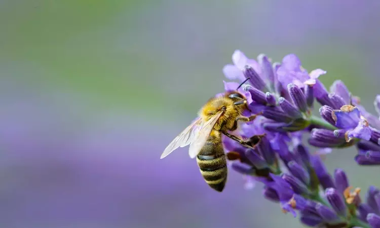 A bee landing on a lavender plant