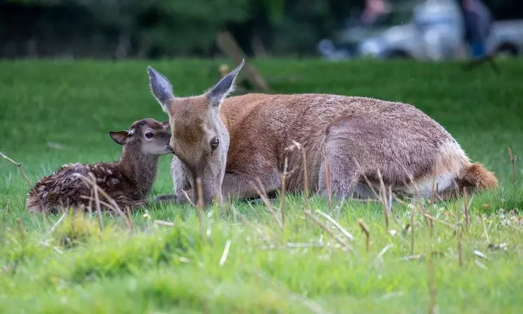 A hind with its young. 