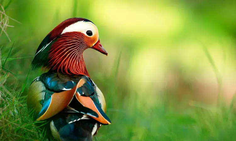 A colourful Mandarin duck