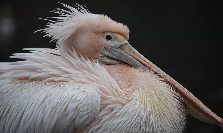 Close-up side view of a pelican