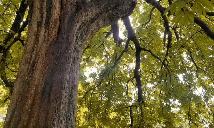 An aging tree with drooping branches