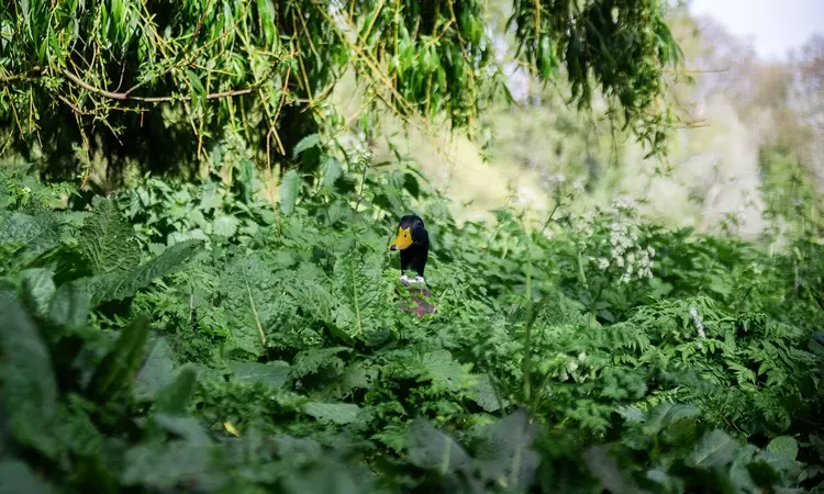 A duck peeks out from dense shrubs