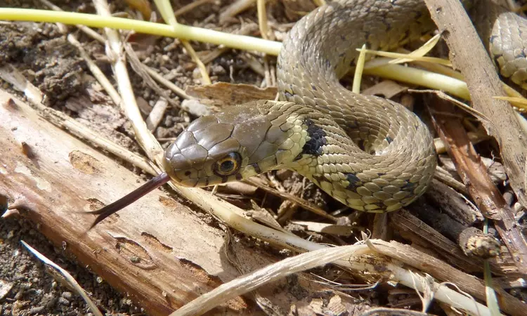 Grass snake in the park