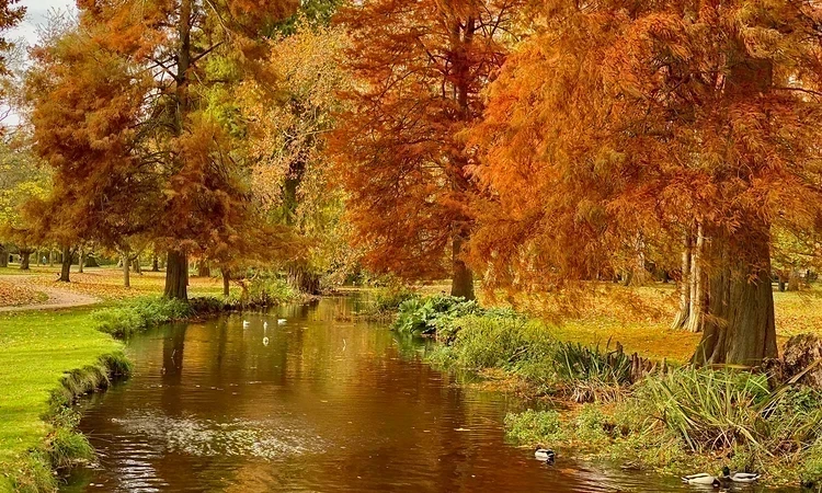 A river running alongside golden autumn trees