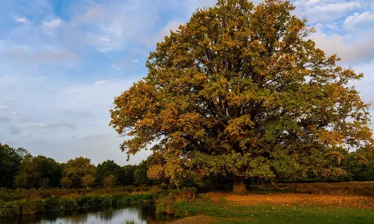 Autumn tree with fallen leaves by the river