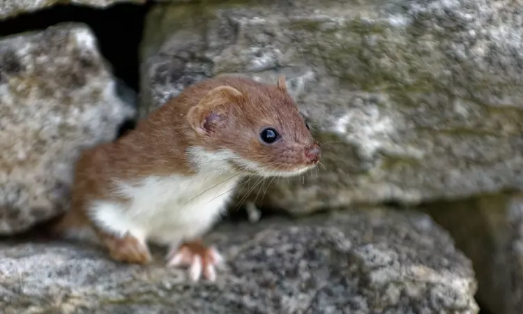 Weasel peeking through a dry stone wall