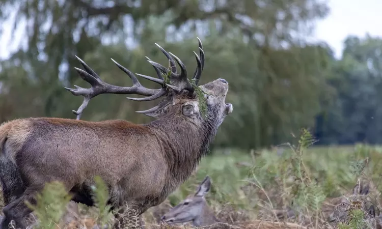 A stag in Bushy Park