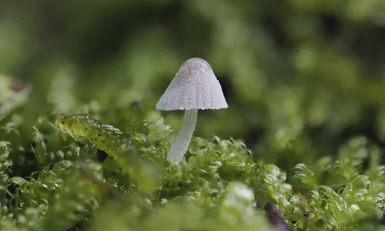 A very tiny Mycena Fungi