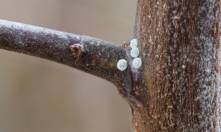 Brown hairstreak butterfly eggs on a twig