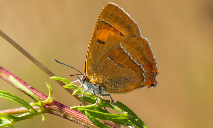 Brown hairstreak butterfly resting with wings closed