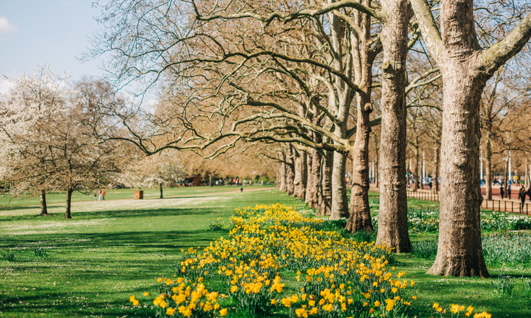 Daffodils and Trees at St. James's Park