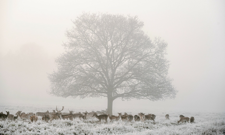 Richmond Park in December