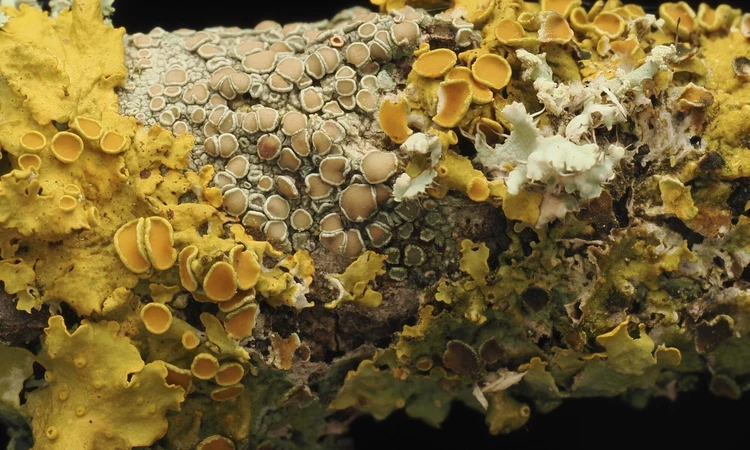 Sunburst lichen on a branch