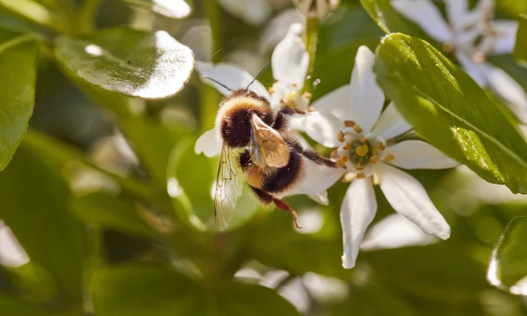 Bumblebee pollinating flower