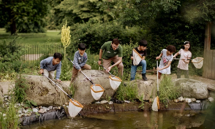 A group of a children and a teacher, pond dipping with nets.