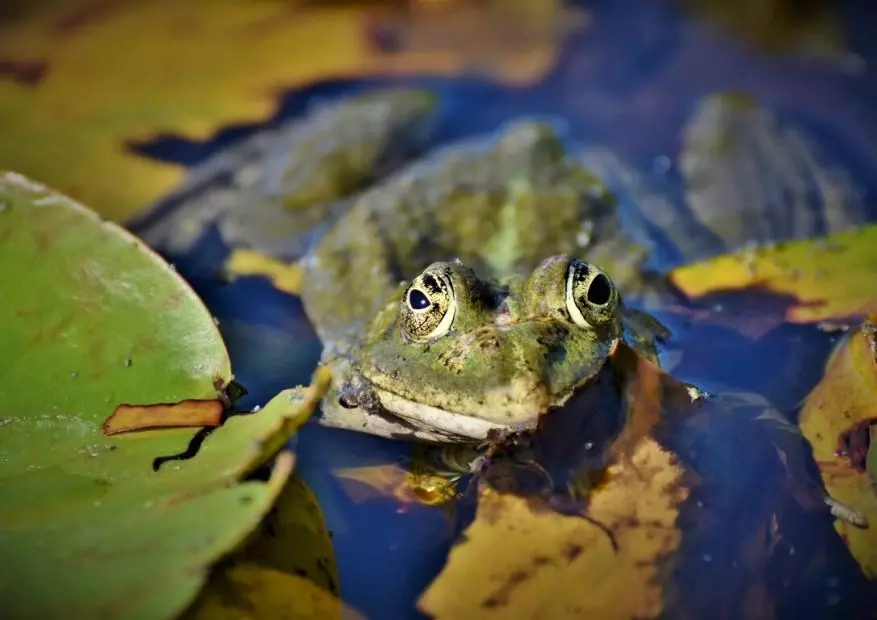Frog in a pond