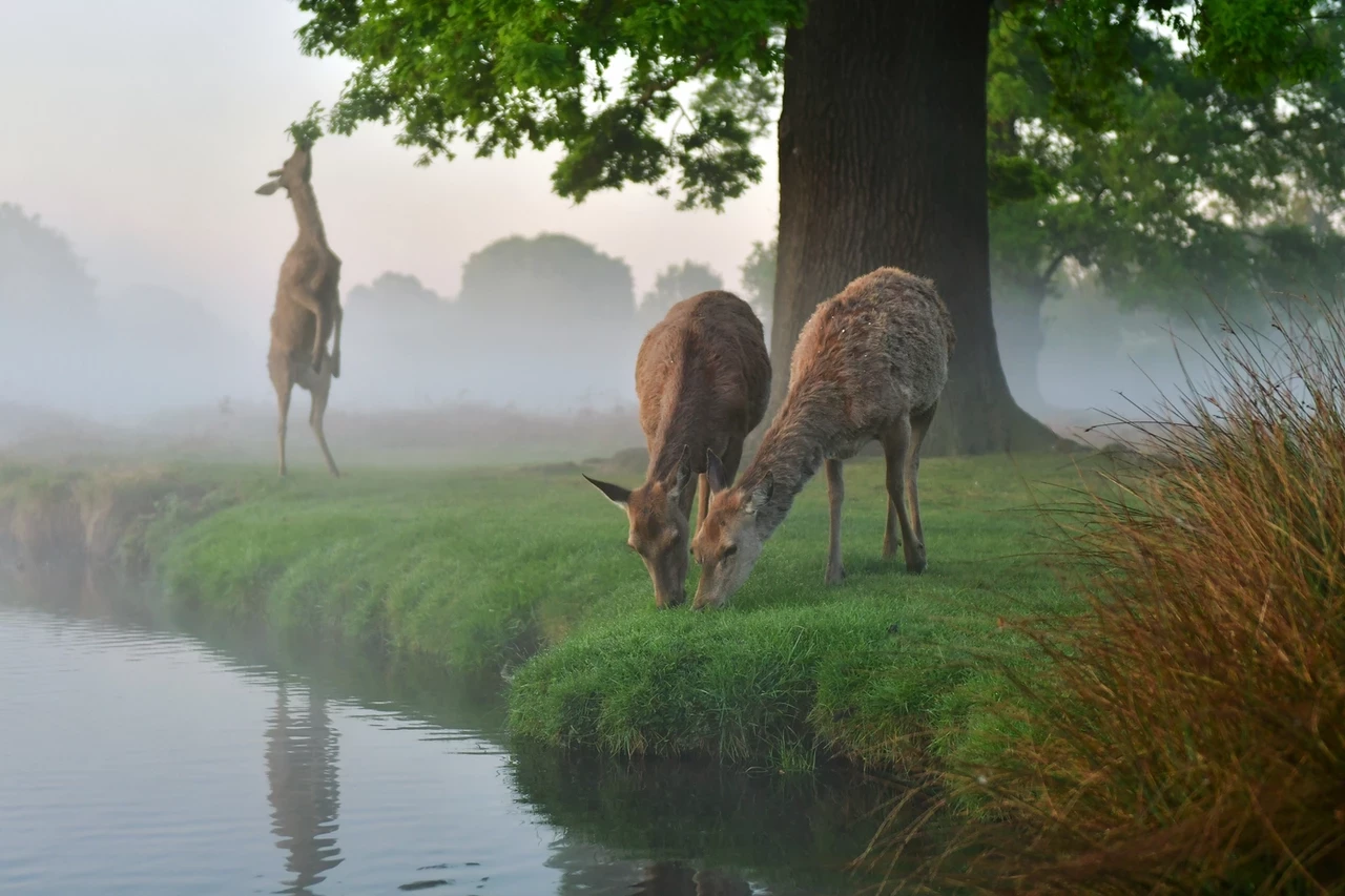 Deer eating leaves n Bushy Park