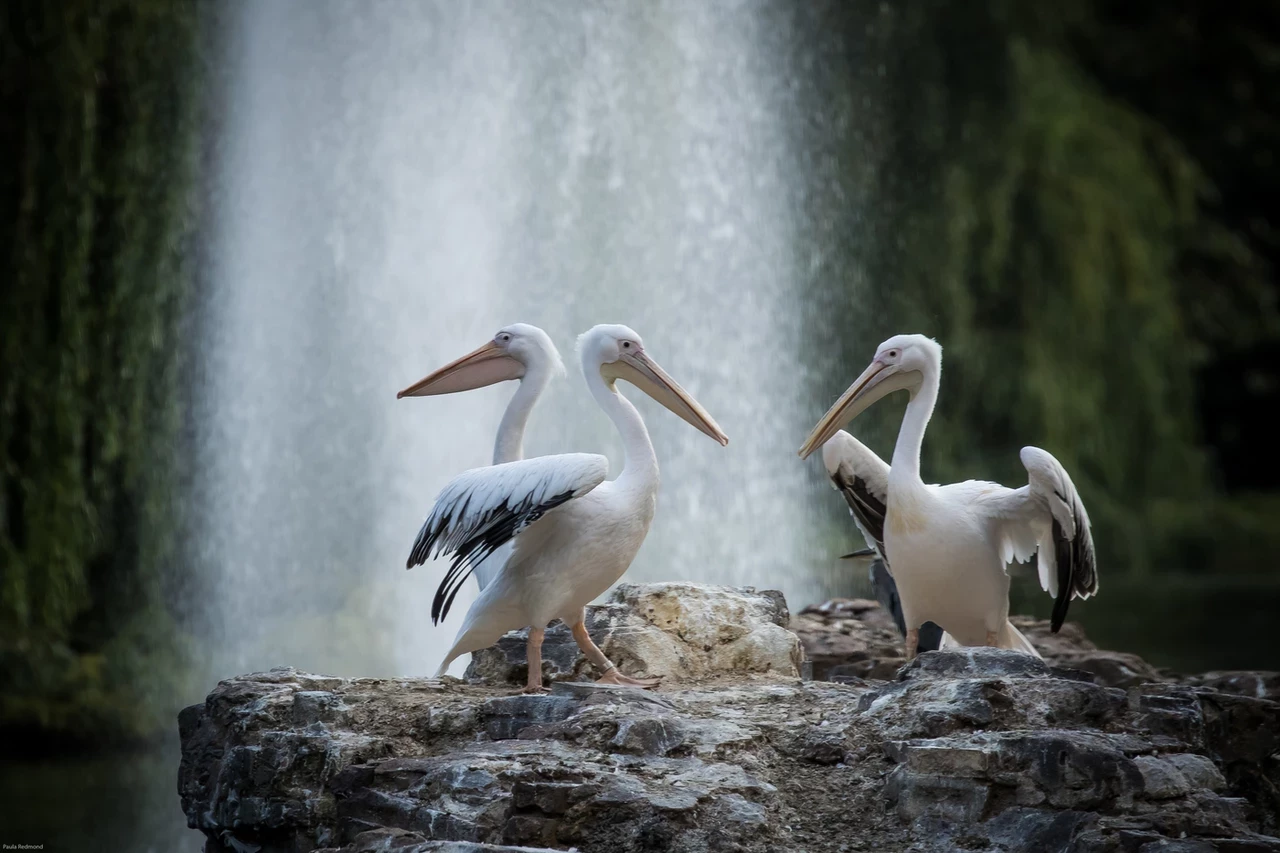 Pelicans in St. James's Park