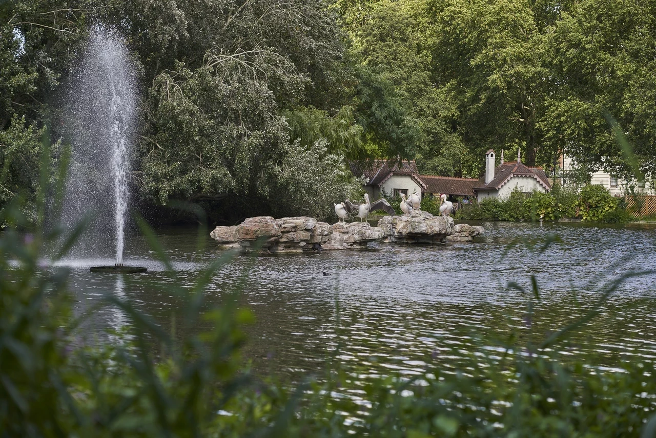 An Afternoon at St. James's Park, London. My entry for the