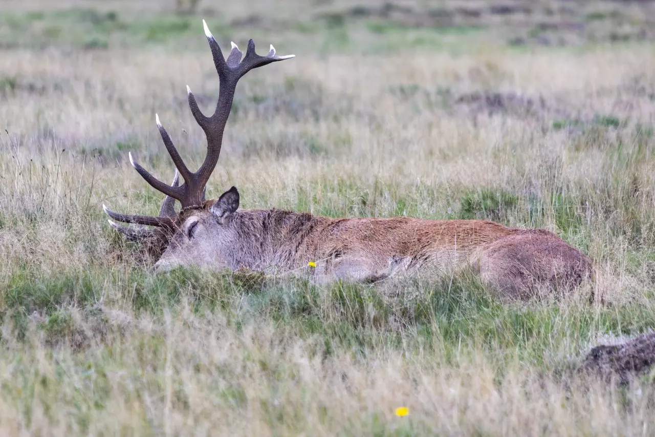 Exhausted deer | Image credit: Cathey Cooper