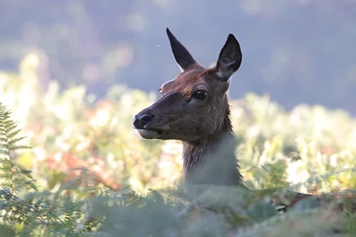 Female deer in the undergrowth