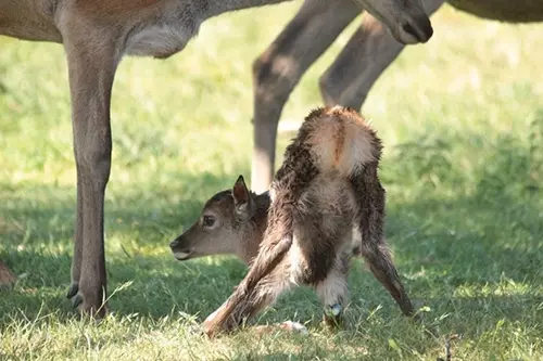 Baby deer unsteady on its legs