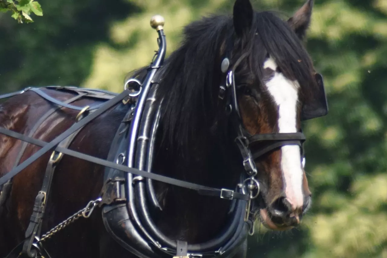 Monty the Shire horse