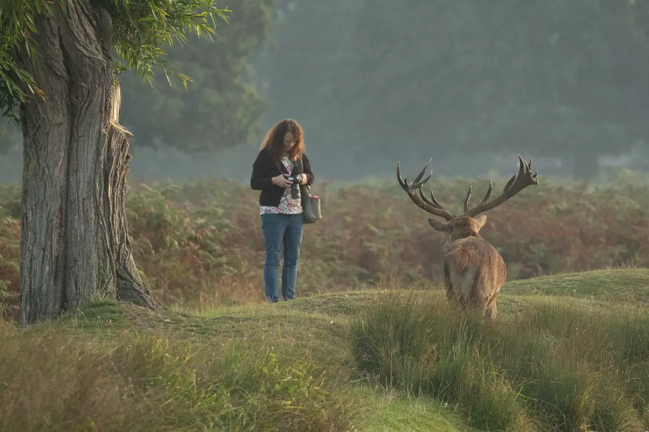 Photographer getting too close to deer in Richmond Park | Image credit: Stephen Darlington