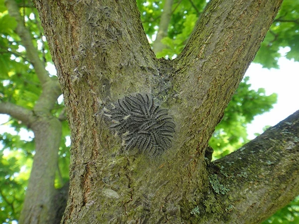 Cluster of Oak Processionary Moth caterpillars