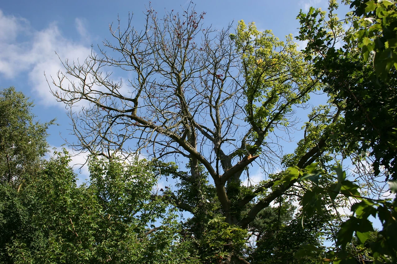 Horse Chestnut bleeding canker