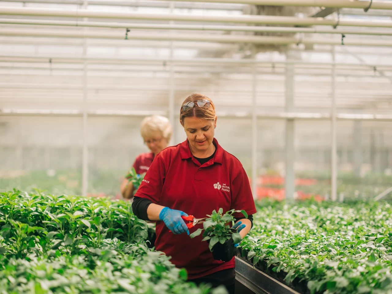 Gardening volunteers working in the Hyde Park Super Nursery