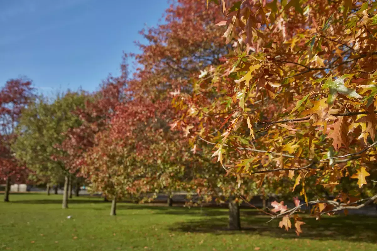 Autumn trees Kensington Gardens