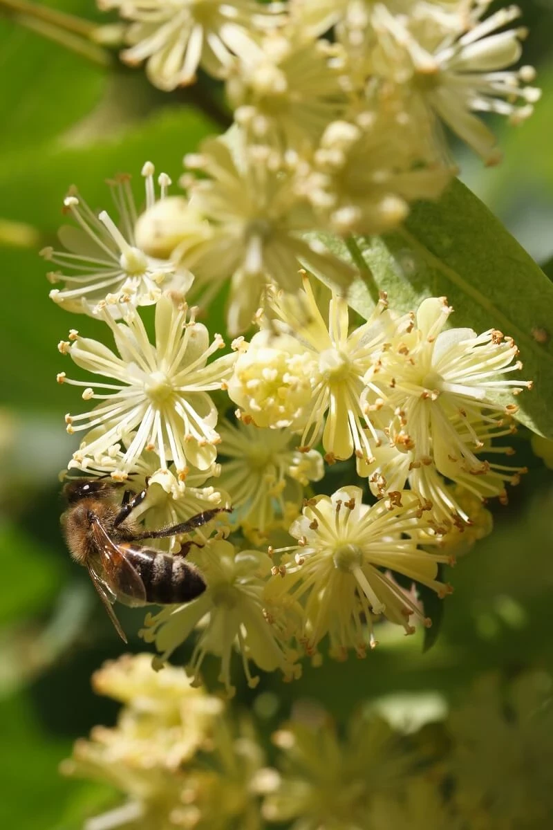 Sweetly scented lime blossoms have been used for centuries to make tea. It was a popular drink in wartime Britain, when traditional tea leaves and sugar were in short supply.