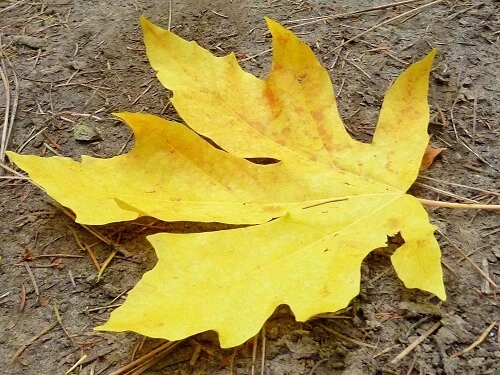 Big leaf maple tree