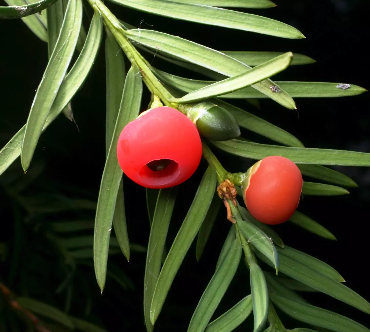 The poison in the yew’s bark, needles and seeds contains chemicals that can treat lung and breast cancer. So the tree really doesn’t deserve its dark reputation! 