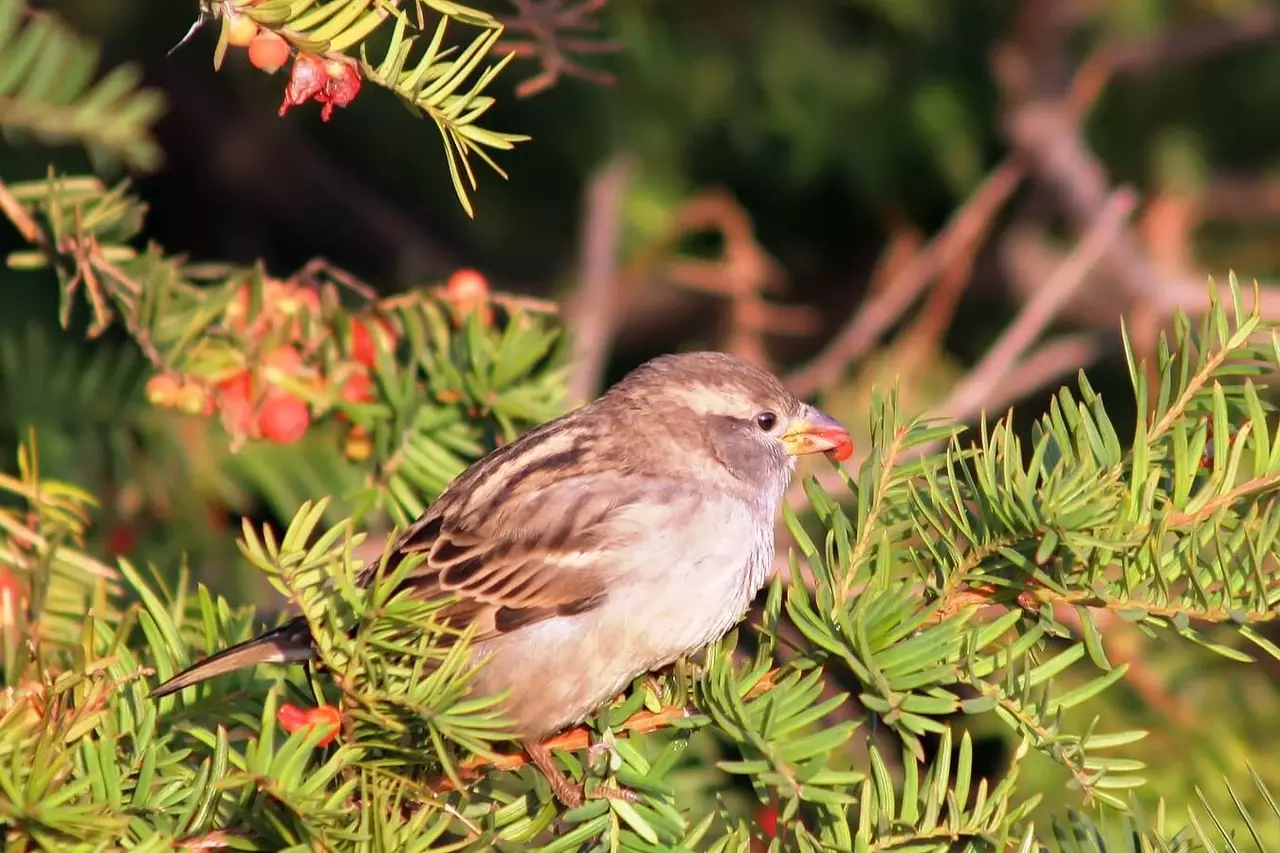 A sparrow snacking on yew berries