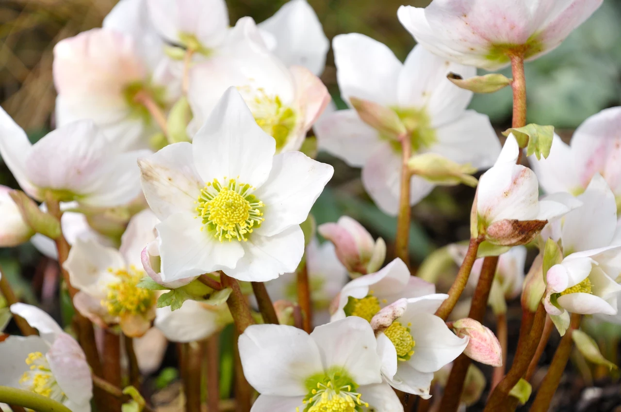 Christmas rose (Helleborus niger)