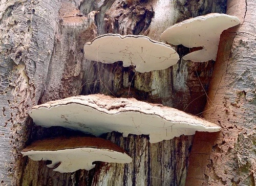 Bracket fungus in beech tree 