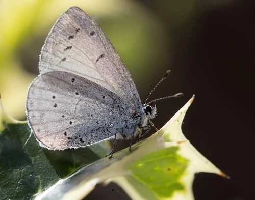 The Holly Blue butterfly