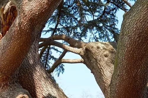 Twisted trunks of the cedar